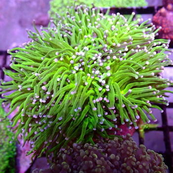 Import korálů, ryb a bezobratlých 20.července 2023