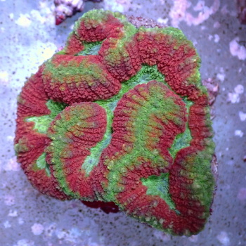 Import CITES korálů a dalších mořských živočichů 23.října 2023