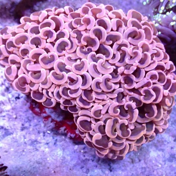 Import mořských ryb a tvrdých korálů 25.ledna 2024