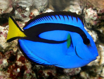 Import mořských ryb a bezobratlých 28.února 2025