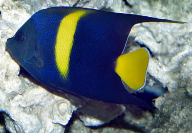 Import mořských ryb a bezobratlých 26.listopadu 2025