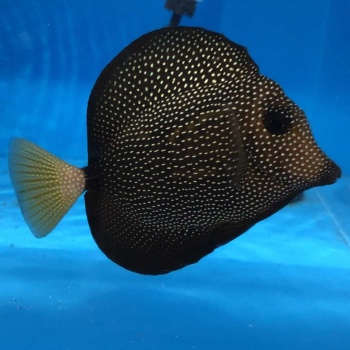 Import mořských ryb a bezobratlých 12.11. 2024