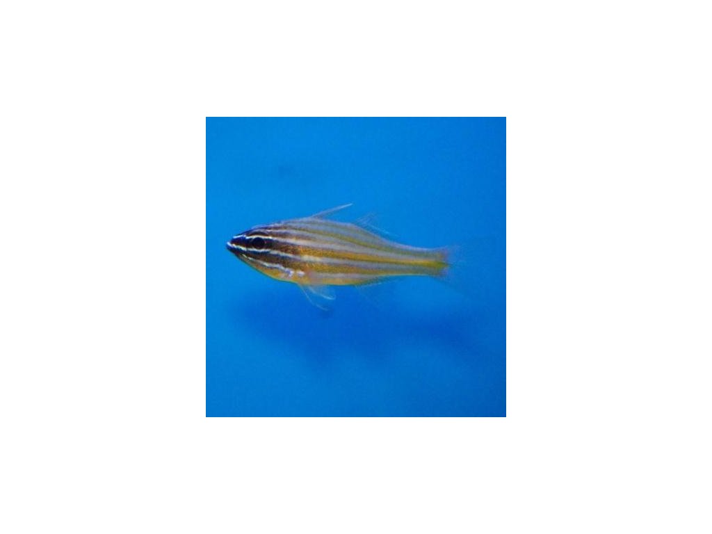 Apogon cyanosoma-Parmovec žlutopruhý
