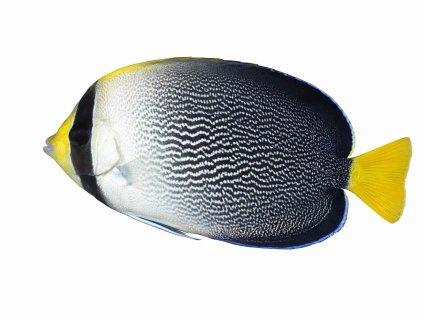 Chaetodontoplus mesoleucus