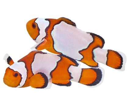Amphiprion ocellaris "Snowflake"-Klaun očkatý