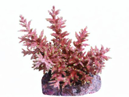 Acropora cardus-Větevník nachový