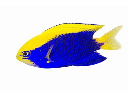 Chrysiptera starcki-Sapínek Starckův