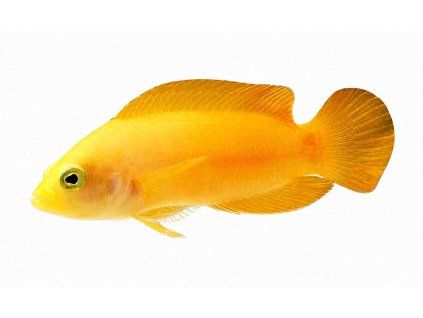 Pseudochromis fuscus-Kanícek tmavý