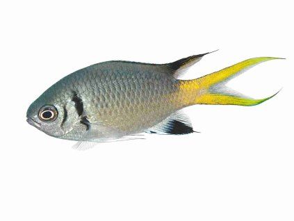 Chromis opercularis-Sapín dvoupruhý