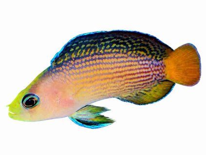 Pseudochromis splendens-Kanícek nádherný