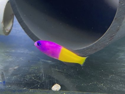 Pseudochromis paccagnellae-Kanícek nymfa