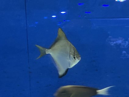 Monodactylus argenteus Okatec stříbřitý