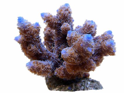 Acropora abrolhosensis-Větevník