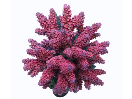 Acropora donei-Větevník Doneův