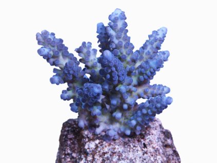 Acropora gomezi-Větevník Gomezův