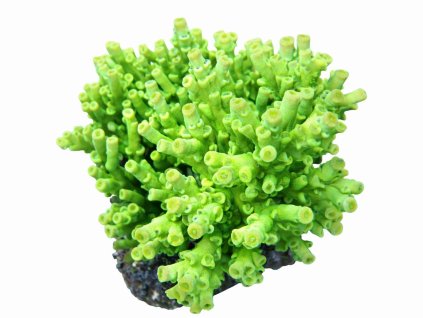 Acropora batunai-Větevník batunai