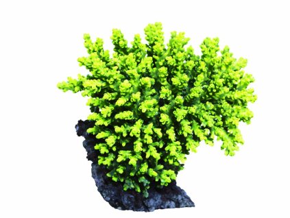 Acropora aculeus-Větevník štětkový