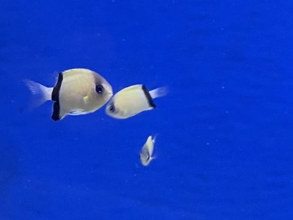 Chromis retrofasciata-Sapín černopásý