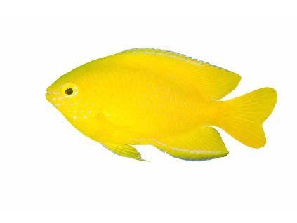 Pomacentrus moluccensis-Sapín molucký