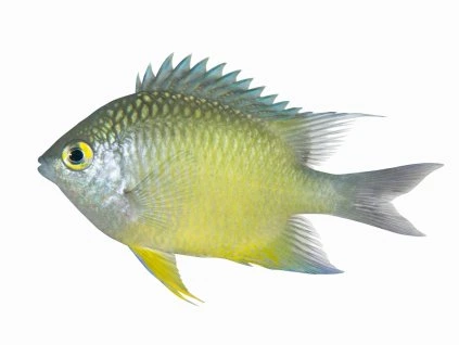 Amblyglyphidodon ternatensis-Sapínek ternatský