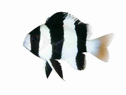Chrysiptera tricincta-Sapínek třípruhý