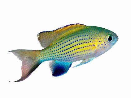 Chromis vanderbilti-Sapín Vanderbiltův