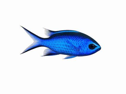 Chromis cyanea-Sapín černomodrý