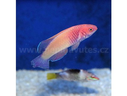 Cirrhilabrus rubrisquamis-Pyskoun rudosametový