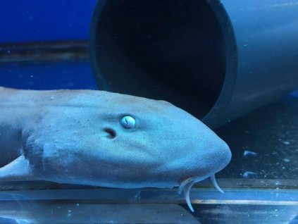 Chiloscyllium punctatum-Bambusový žralok