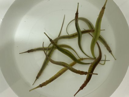 Corythoichthys polynotatus-Jehla žlutoskvrnná
