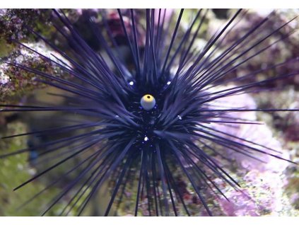 Diadema setosum-Ježovka diadémová