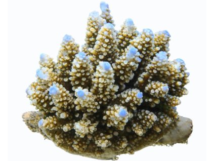 Acropora digitifera-Větevník rudoprstý