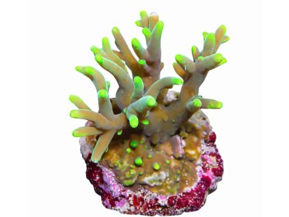 Acropora caroliniana-Větevník karolínský