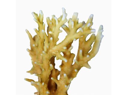 Acropora elegans-Větevník