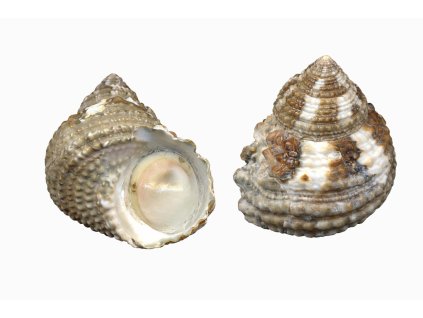 Turbo castanea-Donka kaštanová