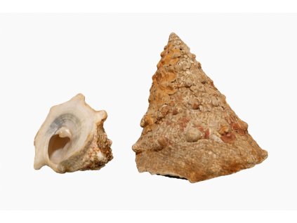 Tectus dentatus-Kotouč zubatý