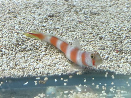 Amblyeleotris aurora-Hlaváč červánkový