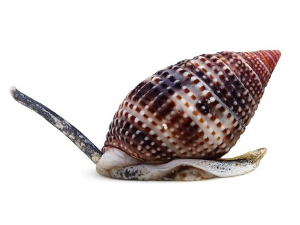 Nassarius distortus-Vršatka kroucená