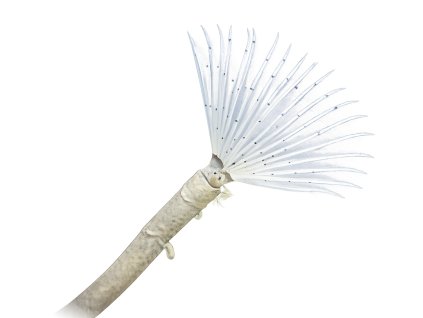 Bispira spp.-Rournatec