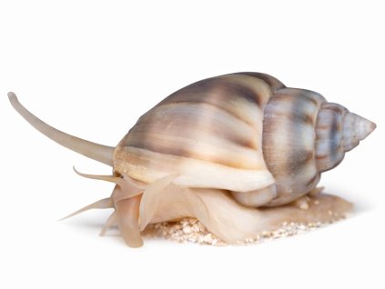 Nassarius sp.-Vršatka