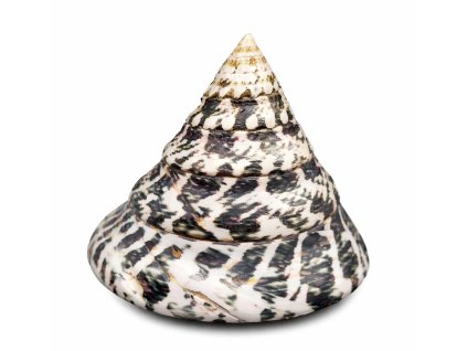 Trochus niloticus-Kotouč indický