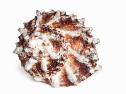 Astraea caelata-Kotouč vypouklý