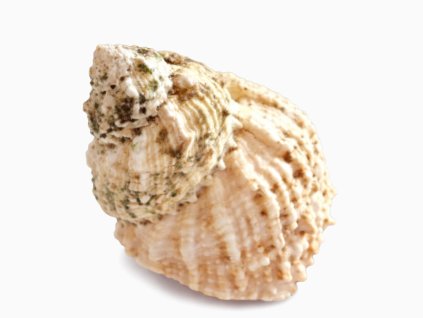 Lithopoma caelatum-Donka šupinatá