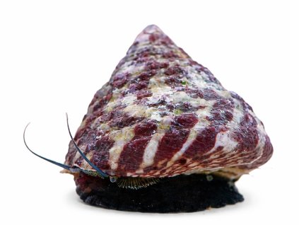 Trochus radiatus-Kotouč paprsčitý