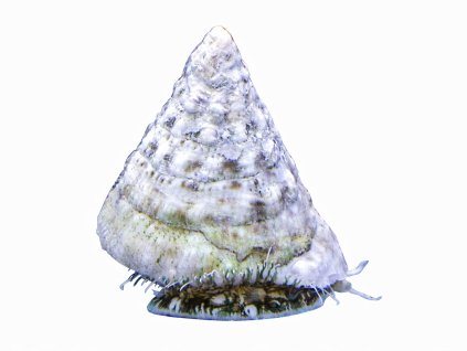 Tectus pyramis-Kotouč pyramidový