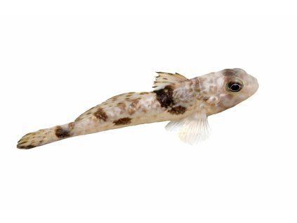 Acentrogobius nebulosus-Hlaváč podmračený