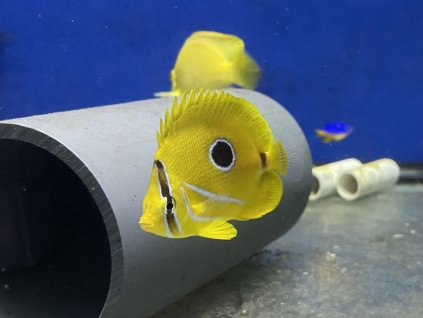 Chaetodon bennetti Klipka Bennettova