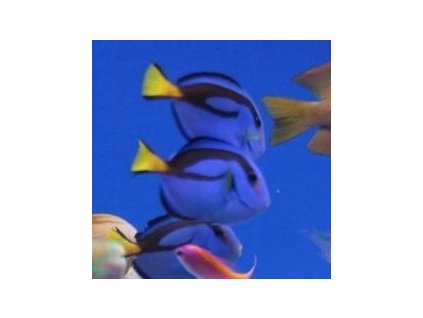 Paracanthurus hepatus-Bodlok pestrý