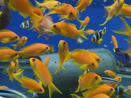 Pseudanthias squamipinnis-Bradáč šupinoploutvý