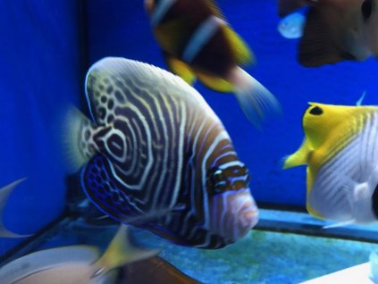 Pomacanthus imperator juvenilní-Pomec císařský